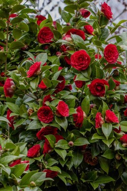 Kamelia Camellia japonica 'Black Lace' busk Camellia japonica 'Black Lace' busk