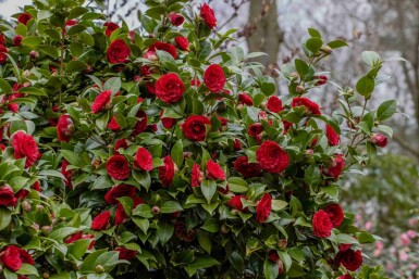 Kamelia Camellia japonica 'Black Lace' busk Camellia japonica 'Black Lace' busk