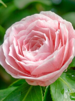 Camellia japonica 'Bonomiana'