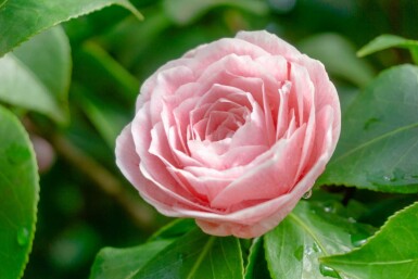 Camellia japonica 'Bonomiana'