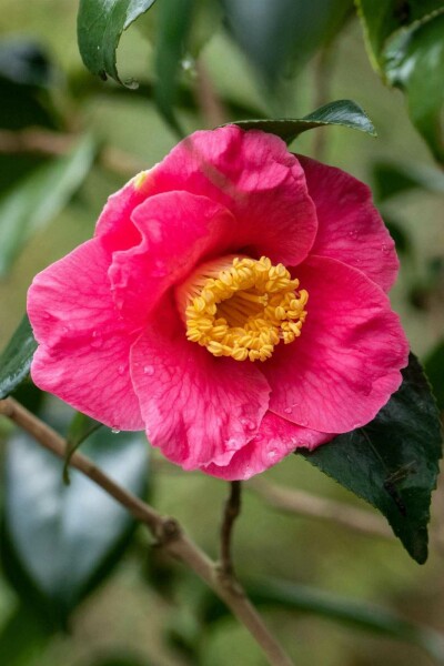 Camellia japonica 'Dr King' busk 80-100 cm