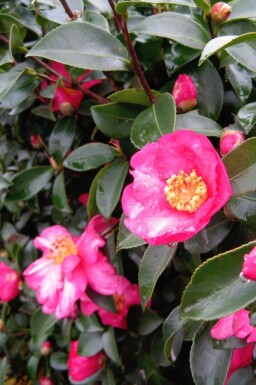 Japansk kamelia Camellia sasanqua busk Camellia sasanqua busk