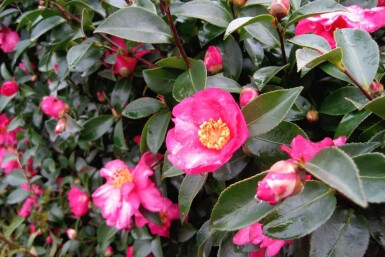 Japansk kamelia Camellia sasanqua busk Camellia sasanqua busk