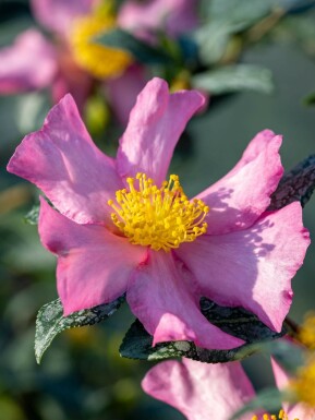 Japansk kamelia Camellia sasanqua 'Cleopatra' busk Camellia sasanqua 'Cleopatra' busk
