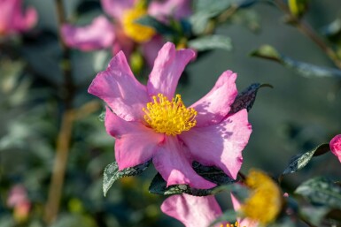 Japansk kamelia Camellia sasanqua 'Cleopatra' busk Camellia sasanqua 'Cleopatra' busk