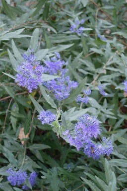 Blåskæg Caryopteris clandonensis busk Caryopteris clandonensis busk