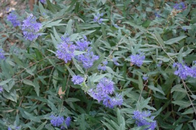 Blåskæg Caryopteris clandonensis busk Caryopteris clandonensis busk