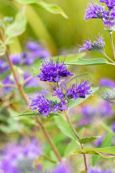 Caryopteris clandonensis 'Heavenly Blue' busk 40-60 cm