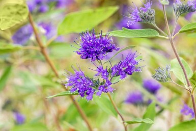 Blåskæg Caryopteris clandonensis 'Heavenly Blue' busk Caryopteris clandonensis 'Heavenly Blue' busk