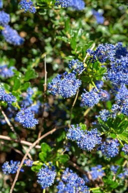Blåbusk Ceanothus 'Blue Sapphire' busk Ceanothus 'Blue Sapphire' busk