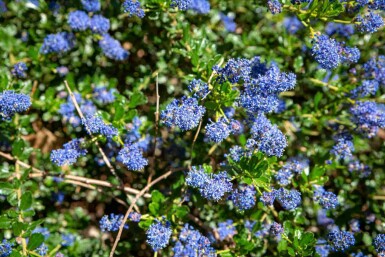 Blåbusk Ceanothus 'Blue Sapphire' busk Ceanothus 'Blue Sapphire' busk