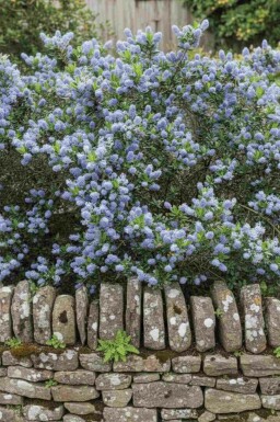 Kalifornisk syren Ceanothus burkwoodii busk Ceanothus burkwoodii busk