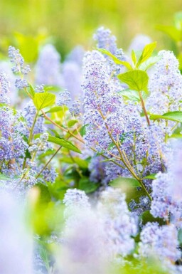 Syren Amerikansk Ceanothus 'Gloire de Versailles' busk Ceanothus 'Gloire de Versailles' busk