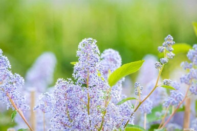 Syren Amerikansk Ceanothus 'Gloire de Versailles' busk Ceanothus 'Gloire de Versailles' busk