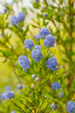 Ceanothus Ceanothus impressus 'Victoria' busk Ceanothus impressus 'Victoria'