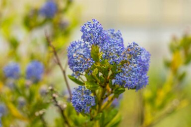 Ceanothus Ceanothus impressus 'Victoria' busk Ceanothus impressus 'Victoria'