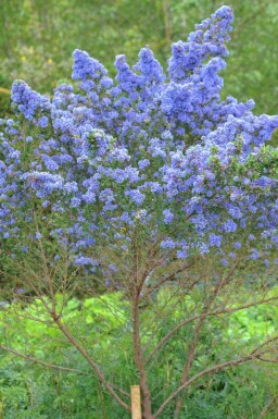 Blåblomstret ceanothus Ceanothus 'Puget Blue' busk Ceanothus 'Puget Blue' busk