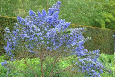Blåblomstret ceanothus Ceanothus 'Puget Blue' busk Ceanothus 'Puget Blue' busk
