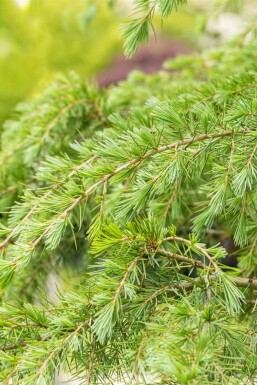 Himalayaceder Cedrus deodara busk Cedrus deodara