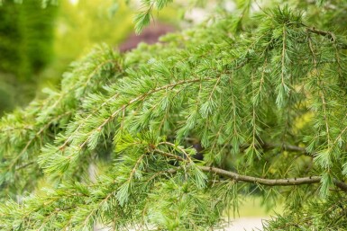 Himalayaceder Cedrus deodara busk Cedrus deodara
