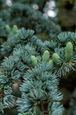 Cedertræ Cedrus libani 'Glauca' busk Cedrus libani 'Glauca'