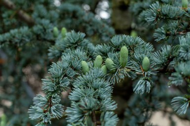 Cedertræ Cedrus libani 'Glauca' busk Cedrus libani 'Glauca'