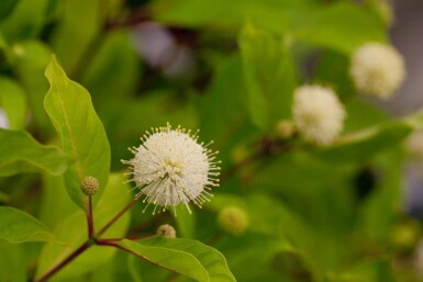 Bikagebusk Cephalanthus occidentalis busk Cephalanthus occidentalis