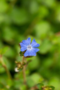 Ceratostigma griffithii