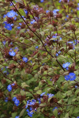 Blå plumbago Ceratostigma willmottianum busk Ceratostigma willmottianum busk