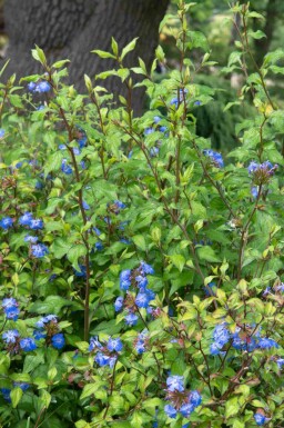 Blå blyrod Ceratostigma willmottianum 'Forest Blue' busk Ceratostigma willmottianum 'Forest Blue' busk
