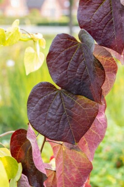 Judastræ Cercis canadensis 'Ruby Falls' busk Cercis canadensis 'Ruby Falls'