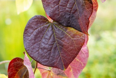 Judastræ Cercis canadensis 'Ruby Falls' busk Cercis canadensis 'Ruby Falls'