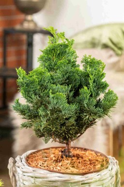 Gracilis hinoki Chamaecyparis obtusa 'Nana Gracilis' busk Chamaecyparis obtusa 'Nana Gracilis'