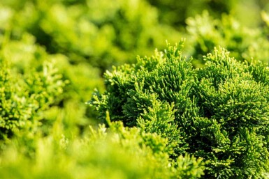 Gracilis hinoki Chamaecyparis obtusa 'Nana Gracilis' busk Chamaecyparis obtusa 'Nana Gracilis'