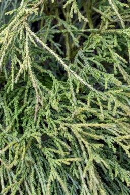 Cypres Chamaecyparis pisifera 'Sungold' busk Chamaecyparis pisifera 'Sungold'