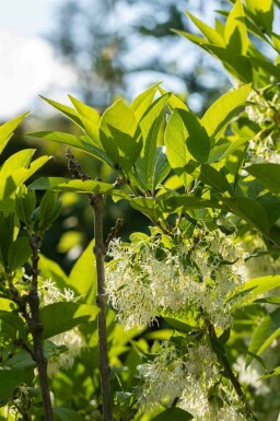 Hvid oliven Chionanthus virginicus busk Chionanthus virginicus busk