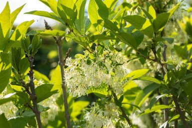 Hvid oliven Chionanthus virginicus busk Chionanthus virginicus busk