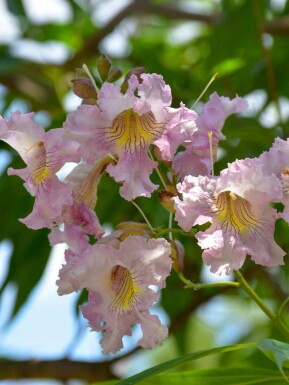 Sommerklokker Chitalpa tashkentensis 'Summer Bells' busk Chitalpa tashkentensis 'Summer Bells' busk