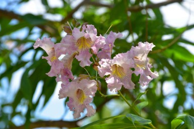 Sommerklokker Chitalpa tashkentensis 'Summer Bells' busk Chitalpa tashkentensis 'Summer Bells' busk