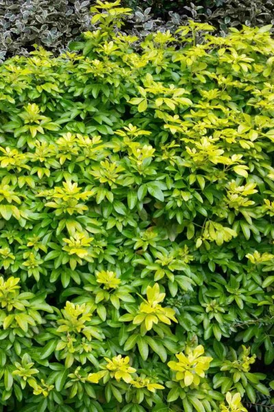 Choisya ternata 'Sundance' busk 40-50 cm
