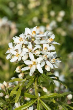 Appelsinblomst busk Choisya ternata 'White Dazzler' busk Choisya ternata 'White Dazzler' busk