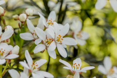 Appelsinblomst busk Choisya ternata 'White Dazzler' busk Choisya ternata 'White Dazzler' busk