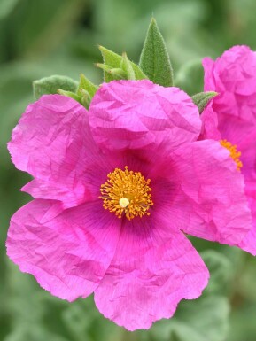 Solrose Cistus pulverulentus busk Cistus pulverulentus
