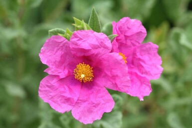 Solrose Cistus pulverulentus busk Cistus pulverulentus
