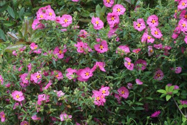 Cistus purpureus