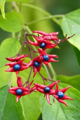 Skæbnetræ Clerodendrum trichotomum 'Fargesii' busk Clerodendrum trichotomum 'Fargesii'