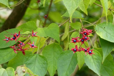 Skæbnetræ Clerodendrum trichotomum 'Fargesii' busk Clerodendrum trichotomum 'Fargesii'