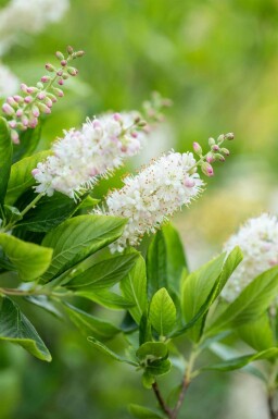 Sødskærm Clethra alnifolia busk Clethra alnifolia busk