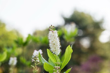 Sødskærm Clethra alnifolia busk Clethra alnifolia busk