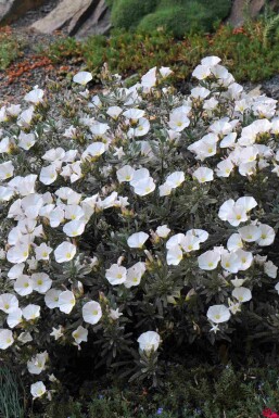 Silketrompet Convolvulus cneorum busk Convolvulus cneorum busk